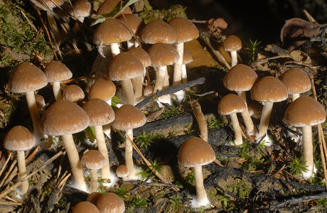 Wässriger Mürbling (Psathyrella piluliformis) - © Heinz Prelicz